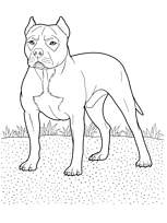 coloriage chien pitbull